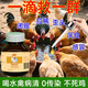 Chicken medicine poultry one drop chicken duck goose cold and diarrhea medicine poultry first aid tablets chicken medicine special effect anti-inflammatory asthma special 3 bottles excellent effect