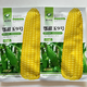 National Approval Corn Seed Sweet Waxy Corn Seed Hybrid Corn White Corn National Approval Corn Seed E Tianyu No. 9 Corn Seed Original 100g