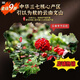 PEDICE DE PANAX NOTOGINSENG CUIP TONGRENTANG CAIETANG POUCHE POURNOX POUCHE DE NOTOGINSENG POUCHE AUTRENTIQUE AUTRENTIQUE PANDOX NOTOGINSEND POUDRE DE HAUTE QUANDE POUDRE PANAX NOTOGINSENG POUDRE DANS UNE BOUTEILLE [100G * 1 BOUTEILLE]
