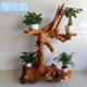 Wurzel geschnitzte Ständer Baumwurzel natürliche Ornament Massivholz Block Wohnzimmer Mehrschicht Bonsai Fischtank Basis Grün Ivy Balkon Sonderangebot H6636 Ein Bild One Sache