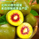 Jingdida Pujiang Red Heart Kiwi Fruit 24 Extra Large Fruit Single Fruit 100g+ Kiwi Fruit Straight from the Source