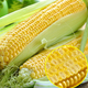 Fresh sweet corn Freshly picked fresh fruit corn Fresh sweet corn on the cob Fresh vegetables can be eaten raw for breakfast Fresh fruit corn 1Jin Jin equals 0.5kg Net weight starting from 300g