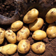 Shengmi Yellow Heart Potatoes, Fresh Potatoes, Yellow Skin Seasonal Vegetables, Full Box of High-quality Potatoes, Freshly Picked Delicious Vegetables, Box 9-10 Jin, Jin equals 0.5 kg, Freshly dug this year, Net weight 9 Jin, Jin equals 0.5 kg, Fresh