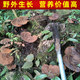 遇芝缘紫灵芝正品云南深山半野生紫芝带孢子粉不苦野芝可煲汤泡酒煮茶 整个500克（21-50个）