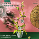 LEGO (LEGO) OSMANTHUS LILAC Bouquet assemblé Blocs de construction Phalaenopsis Girls Series Bonsai Decoration Ornements Toyments Cadeaux 2677 Éclairage + sac en papier