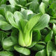 Shanghai green seeds for four seasons, small green vegetables, chicken feathers, fast vegetables, small cabbage, rape, heat, moisture and cold resistance, field use, original authentic April slow seeds, about 1200 capsules, 1 pack