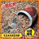 New pigeon food 20 Jin Jin is equal to 0.5 kg. Corn-free pigeon food with corn pigeon feed racing nutrition pigeon food for adult and young pigeons 5 Jin Jin is equal to 0.5 kg. Corn-free pigeon food without peas 20 Jin Jin is equal to 0.5 kg.