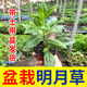 Edible moon grass seedlings white-backed vegetable plant fairy vegetable Golden Pheasant health vegetable white-backed panax notoginseng potted plant rich ** plug seedlings ** seven trees