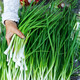 
[Shouhe] Shouguang Onion Seedlings with Root Seedlings Seedlings Chives Small Weekly Seeds Home Planting Balcony Garden Shouguang Onion Seeds 1050 Shouguang Onion Seeds Buy Five Free One Free Get