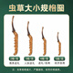 Zangyou auténtica caja de regalo Cordyceps con tónico para la primera etapa del regalo de Cordyceps para que los ancianos y los padres lideren el regalo nutricional [uso económico] 5 palos/G-50 gramos de 250 palos [descuento especial]