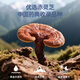 
Lei Yun Shang Breaking Wall Ganoderma Lucidum Spore Powder 100g Jilin Baishan Pharmacopeia Standard Chinese herbal medicine grade tonic tonic tonic for nourishing qi and calming the mind Spleen and lungs