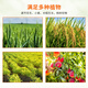 Guoguang Aixiu 30% Polyazole Methionium Lawn Hedge Dwarfing Control Plant Growth Regulator Guoguang Aixiu (Control Growth and Growth) 200g