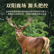 Aodong 10g foot dry deer antler tablets Deer antler powder tablets Deer blood tablets sufficient blood content soaked in wine and medicinal materials soaked in water