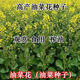 Hanfei Zuoyou 1701 agricultural oil 68 rapeseed, high yield, high oil, short stem, cold resistance and disease resistance, cabbage type rapeseed (26) Tianfu Oil 668