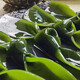 Gesalzene Seetangknoten, gesalzene halbgetrocknete Seetangknoten, Hot-Pot-Zutaten, kalte Gerichte, Meeresfrüchte, gesalzene Seetangknoten 1 kg