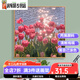 咔佐郁金香数字油画diy填充手工减压手绘填色油彩画丙烯涂色装饰挂画 SJ3897 60*60cm相框(颜色可选)+画笔颜料