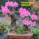 
Premium and precious tree species, Yingshanhong bonsai smoke, purple and red flowers, flowers first, then leaves variety, National Flag Red Rhododendron potted plant 12185, not including pots