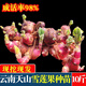 Yunnan yacon seeds are dug fresh red heart and yellow heart seedlings and bulbs are directly harvested from the fresh base. 3 Jin Jin is equal to 0.5 kg | Red heart yacon super sweet
