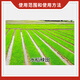 Guoguang Guoguang 15% paclobutrazol rice seedling field growth control and anti-leggy plant growth regulator 500g