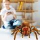 Qisen (Qisen) Chison's Toy's Large Télécommande Spider Simulation Modèle de simulation électronique Pénéreau de compagnie Prank Scary Toy Electric [Version classique - Remote Contrôle Centipede] Jaune et noir Modèle 9901 + Snail Standard Official Standard