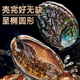 Linglue Fujian fresh frozen large abalone, net weight 400g, 8 pieces box, abalone hot pot barbecue, shellfish and seafood, fresh