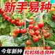Red Cherry Tomato Seeds Cherry Tomato Vegetable Tomato Seed Potted Yellow Cherry Tomato Vegetable Seed Huayu Huayu Original Color Pack 1 Pack About 200 Pieces