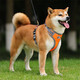 Star rudder Shiba Inu dog leash vest type harness explosion-proof small and medium-sized dog pet supplies dog leash dog walking rope Oxford cloth orange M (12-32Jin Jin equals 0.5kg)