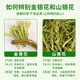 
Yibai Honeysuckle Tea Herbal Tea Selection with Fluffs, You can use wolfberry chrysanthemum tea soaked in water to drink health tea 40g