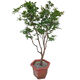 Plántulas de frutas de jiabao Sabah jiabao plántulas de frutas plántulas de frutas de uva con tierra y deja dongguan tienda de 13 años de edad de 7 años sabah 6174 141cm (inclusive) -170cm (inclusive)