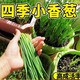 
[Shouhe] Shouguang Onion Seedlings with Root Seedlings Seedlings Chives Small Weekly Seeds Home Planting Balcony Garden Shouguang Onion Seeds 1050 Shouguang Onion Seeds Buy Five Free One Free Get