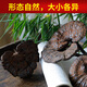 遇芝缘紫灵芝正品云南深山半野生紫芝带孢子粉不苦野芝可煲汤泡酒煮茶 整个500克（21-50个）