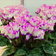 Store best-selling double-petaled cyclamen seeds cyclamen potted seeds New Year's Eve flower seeds balcony seasons cyclamen flower seeds following 15 colors mixed high-quality seeds 1 pack about 105 seeds + germination rate