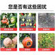 Agricultural granular compound fertilizer, superphosphate fertilizer, general purpose planting for melons, fruits and vegetables, rooting, strengthening seedlings, regulating soil 80 Jin Jin is equal to 0.5 kg Granular superphosphate original packaging