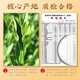 Zhonggu Yupin Tea Frozen Oolong Tea Extra-grade Strong Flavor Table Mountain Oolong Tea Cold-Brewed Tea Gift Box 500g
