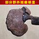 遇芝缘紫灵芝正品云南深山半野生紫芝带孢子粉不苦野芝可煲汤泡酒煮茶 整个500克（21-50个）