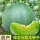 Tianfen Emerald Melon Seed Seedlings Super Sweet Thin Skin Cantaloupe Seeds Green Skin Four Seasons Balcony Vegetables and Fruits 2 Packs (200 New Seasonal Seeds) Super Sweet Emerald Sweet