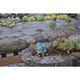 Succulent wood flower tank natural log wood root dead wood flower pot Zen Dendrobium succulent plant rotten wood flower pot Black 1355