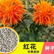 Xiaochunfeng Chinese herbal medicine safflower seeds saffron seeds Xinjiang grass saffron seeds genuine pure new field planting seeds Golden Saffron No. 3 2kg