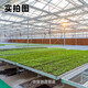 
[Shouhe] Shouguang Onion Seedlings with Root Seedlings Seedlings Chives Small Weekly Seeds Home Planting Balcony Garden Shouguang Onion Seeds 1050 Shouguang Onion Seeds Buy Five Free One Free Get