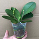 Double Foil Phalaenopsis Potted Orchid Seedlings with Foil Flower Sword All Seasons Blooming Indoor Flowers Easy to Grow and Live 25. Tricolor Bird - Double Foil Sword Shipped Good with Potted Plants