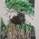 Houttuynia cordata seed seedlings + Sichuan authentic fresh folded ear root seedlings for home gardening and four-season potted plants Houttuynia cordata seeds only sell good seeds, buy one + one, get 2 bags for about 20