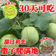 Tianfen Emerald Melon Seed Seedlings Super Sweet Thin Skin Cantaloupe Seeds Green Skin Four Seasons Balcony Vegetables and Fruits 2 Packs (200 New Seasonal Seeds) Super Sweet Emerald Sweet