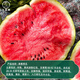 Dayu Lazy Man Watermelon Seed Seedlings Extra Large Suitable for Early Maturing Lazy People in the South 8424 Kirin Melon Meidu Seedless Fruits and Vegetables Meidu Watermelon Seeds 50 Good Quality