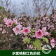 Taiwan Agriculture Pfirsichbaumsämlinge, Pfirsichfruchtsamen, im Norden und Süden mit Erde gepflanzt und Blätter für 13 Jahre altes Geschäft 3einhalb Jahre Sämlinge Pfirsich 738 111 cm (inklusive) -140 cm (inklusive) (inklusive) (inklusive) (inklusive)