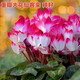 Store best-selling double-petaled cyclamen seeds cyclamen potted seeds New Year's Eve flower seeds balcony seasons cyclamen flower seeds following 15 colors mixed high-quality seeds 1 pack about 105 seeds + germination rate