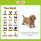 
Schleich S simulation animal model cat dog boy girl children toy gift enlightenment cognition 3+ Rhodesian ridge back dog 13895