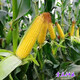 Fruit corn seeds super sweet fresh edible big stick without residue Beijing Sihai Seed Industry Golden Crown 597 corn seed original Golden Crown 597 fruit corn 100g X5