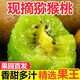 Shaanxi Meixian Xuxiang kiwi fruit 2025 new fruit picked now, sweet and juicy, bad fruit guaranteed to be compensated by JD.com Sweet and juicy 8 pieces (single fruit 60-70g)