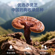Lei Yunshang Organic Break Wall Ganoderma Lucidum Spore Powder 1G / Bag * 60 sacs / boîte cadeau Boîte à reconstitution et calmez l'esprit Soulagez la toux et soulagez l'asthme, renforcez la rate et l'estomac pour offrir des cadeaux aux aînés