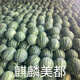 Kirin Meidu watermelon seeds with thin skin, crack-resistant, few seeds, super sweet and crispy 8424 round watermelon Meidu watermelon seeds, 200 pieces original Kirin Meidu 3 bags